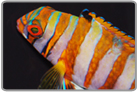 Australian Harlequin Tuskfish